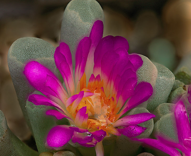 Frithia pulchra